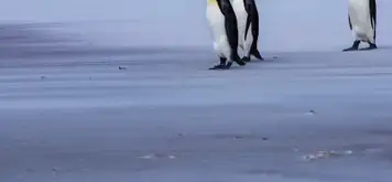 Image related to falkland islands