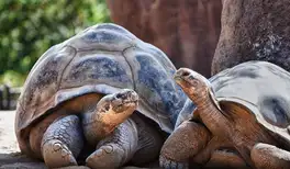 Image related to San Diego Zoo 