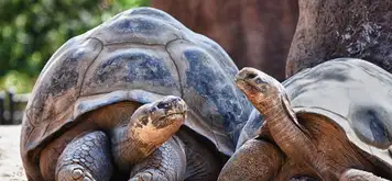 Image related to San Diego Zoo 