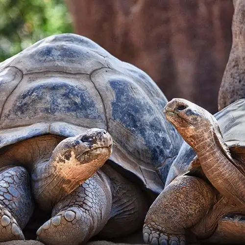 Image related to San Diego Zoo 