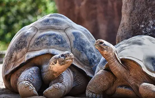 Image related to San Diego Zoo 