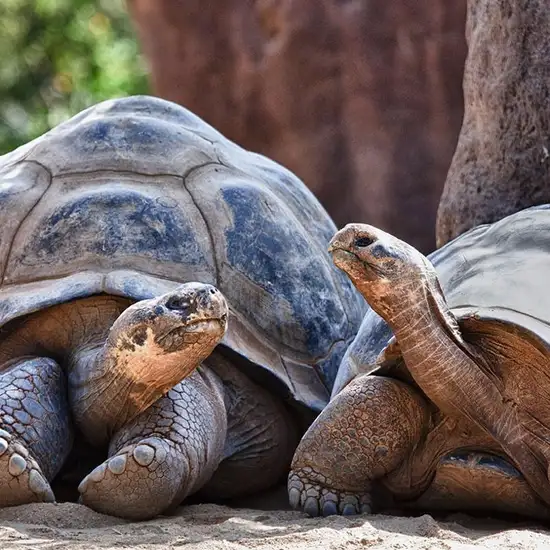 Image related to San Diego Zoo 