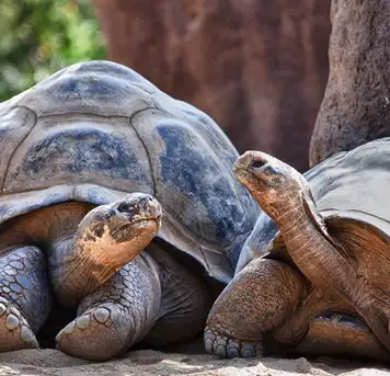 Image related to San Diego Zoo 