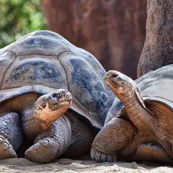 Image related to San Diego Zoo 