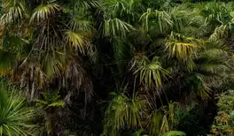 Image related to Garden of the Groves