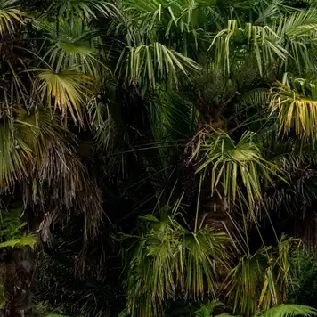 Image related to Garden of the Groves