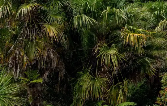 Image related to Garden of the Groves