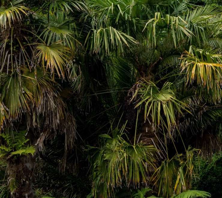 Garden of the Groves