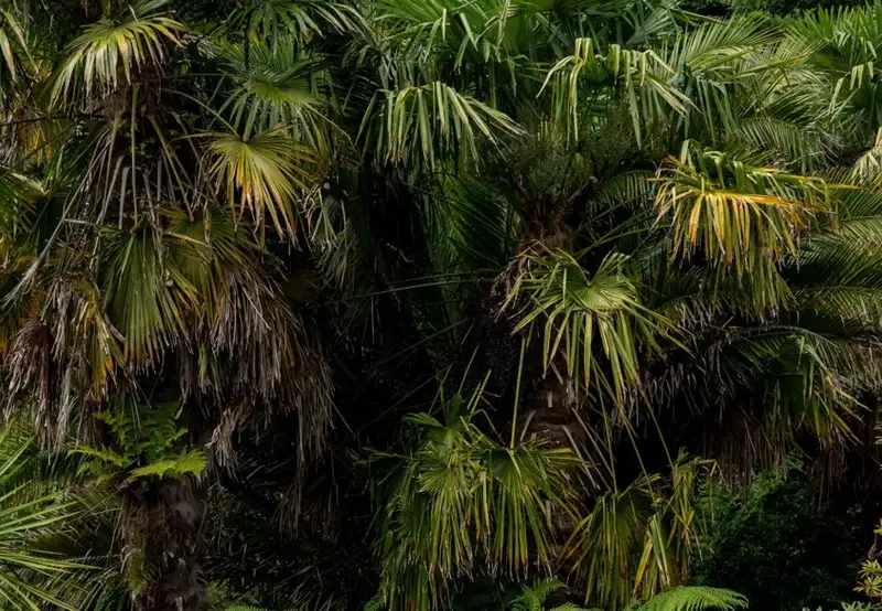 Garden of the Groves