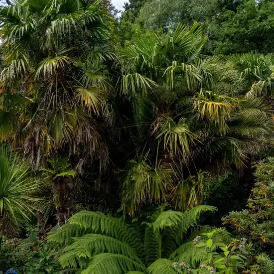 Garden of the Groves