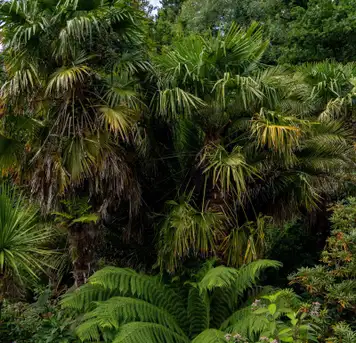 Image related to Garden of the Groves