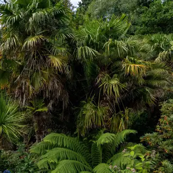 Image related to Garden of the Groves