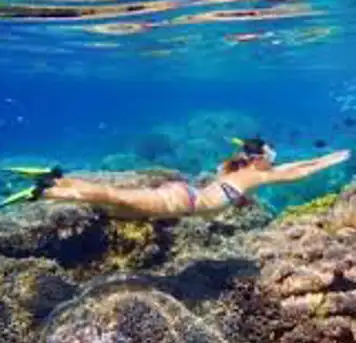 Image related to Snorkelling and Diving
