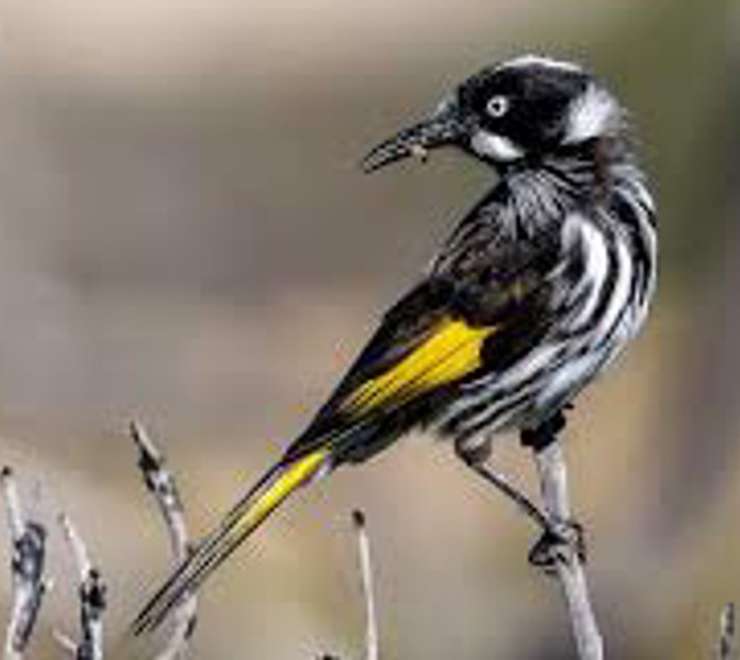 The Mermaid Boab Tree