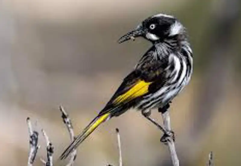 The Mermaid Boab Tree