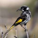 Image related to The Mermaid Boab Tree