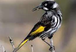 IgluCruise.Application.ViewModels.Shared.WebImageViewModel?.Description