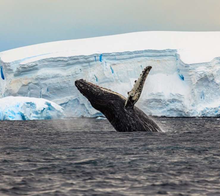 Whales