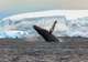 Whales