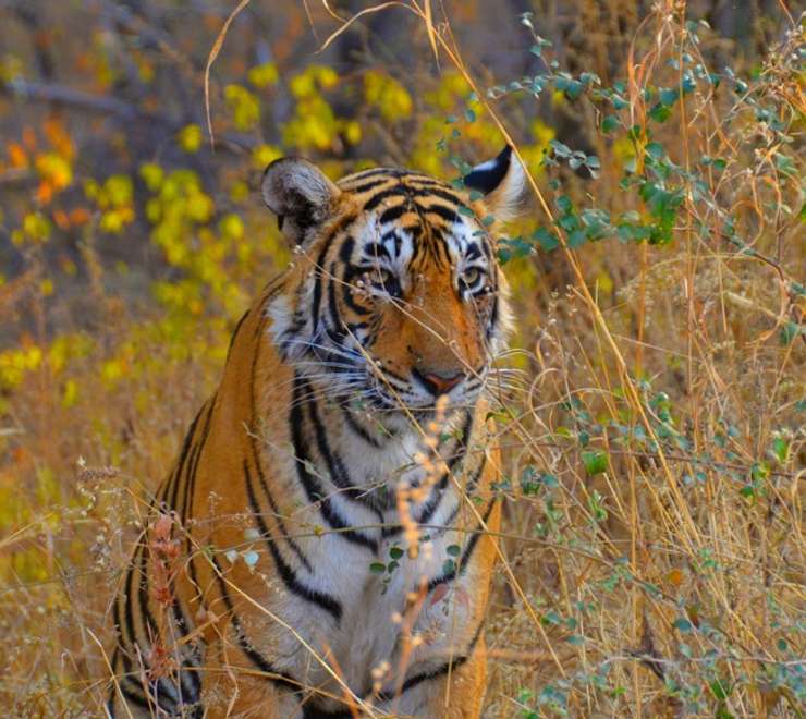 Ranthambore National Park