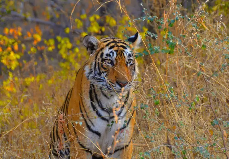 Ranthambore National Park
