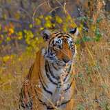 Image related to Ranthambore National Park