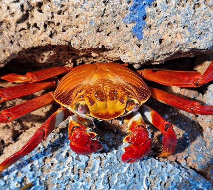 Puerto Ayora Fish Market