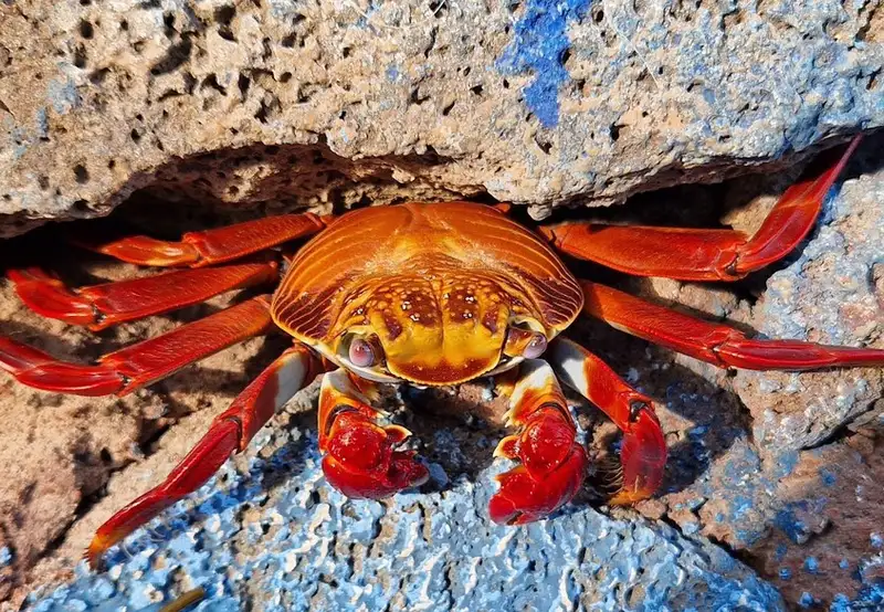 Puerto Ayora Fish Market