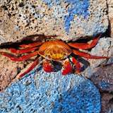 Image related to Puerto Ayora Fish Market