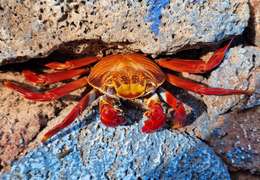 IgluCruise.Application.ViewModels.Shared.WebImageViewModel?.Description