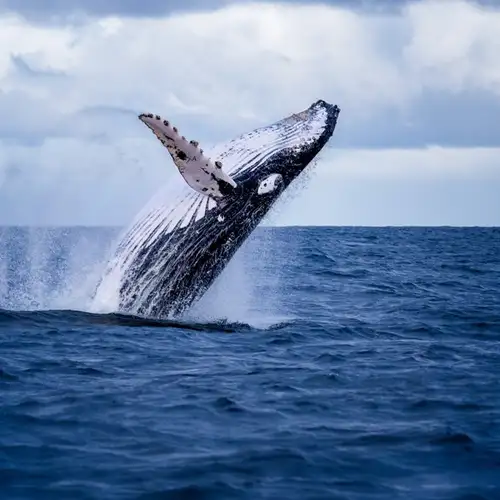 Image related to Humpback Whale