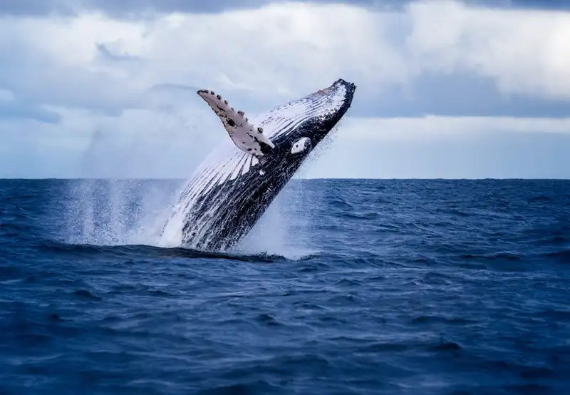 Image related to Humpback Whale