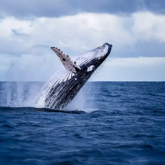 Image related to Humpback Whale