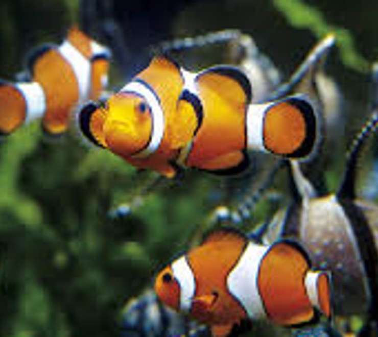 Grand Aquarium