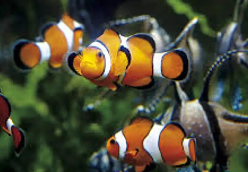 Grand Aquarium
