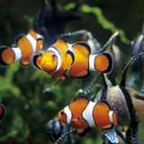 Image related to Grand Aquarium