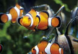 IgluCruise.Application.ViewModels.Shared.WebImageViewModel?.Description