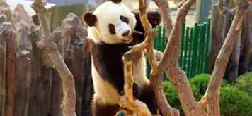 Image related to Dalian Forest Zoo