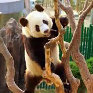 Image related to Dalian Forest Zoo