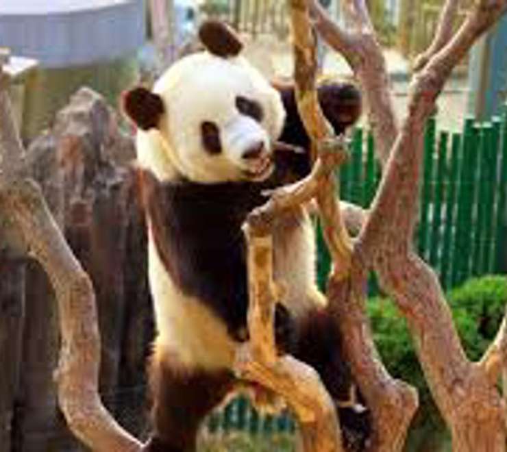 Dalian Forest Zoo