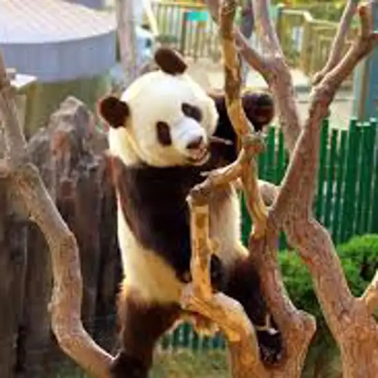 Image related to Dalian Forest Zoo