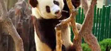 Image related to Dalian Forest Zoo