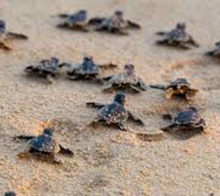 Turtle Spotting