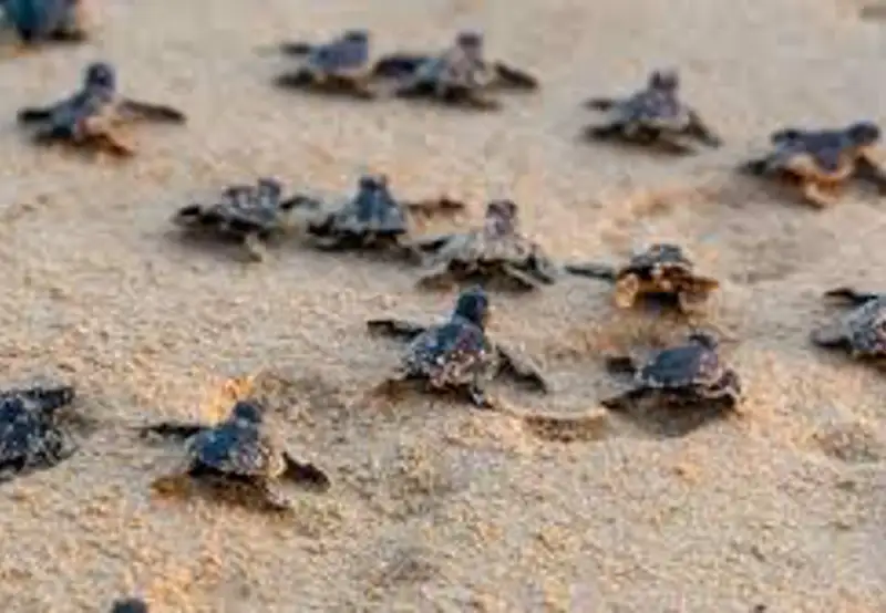 Turtle Spotting