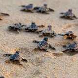 Image related to Turtle Spotting