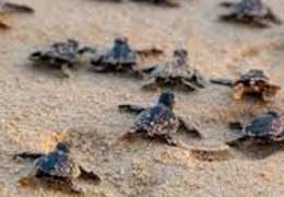 IgluCruise.Application.ViewModels.Shared.WebImageViewModel?.Description