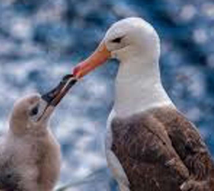 Visit the Black Browed Albatross Colonies