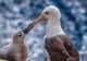 Visit the Black Browed Albatross Colonies
