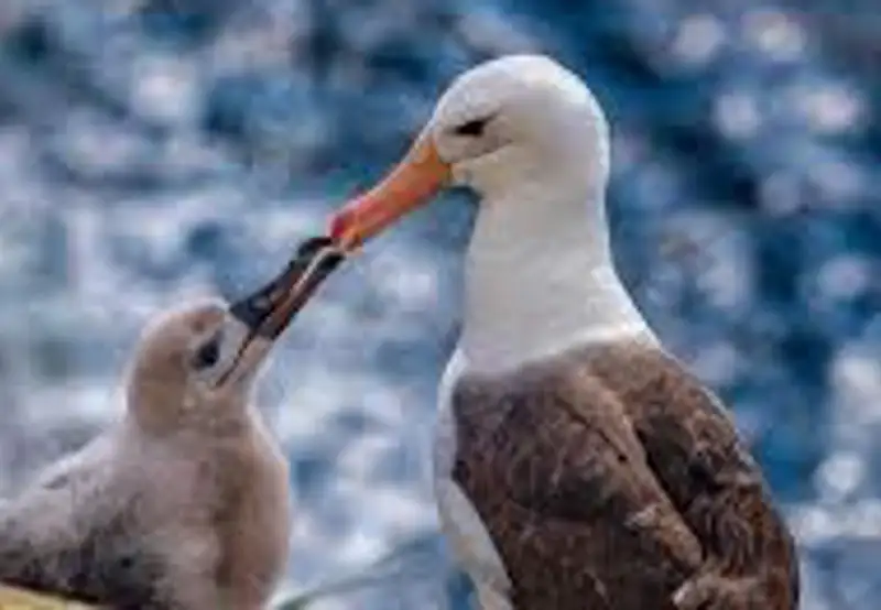 Visit the Black Browed Albatross Colonies