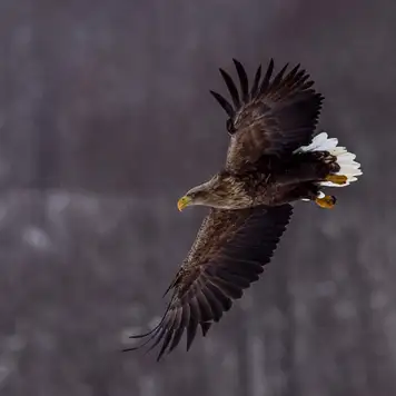 Image related to National Park